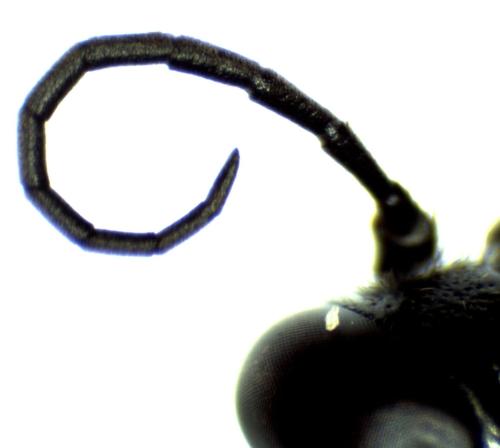 Astata kashmirensis